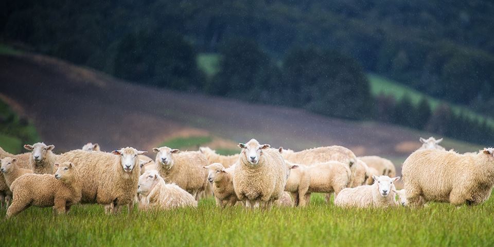 How can you protect your farm against livestock worrying?